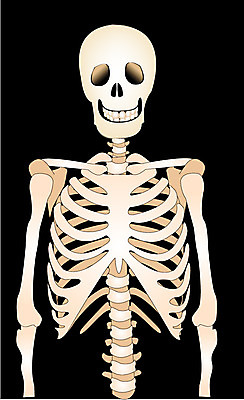 EPS 클립아트 신체 일러스트 뼈 해골 사람 상반신 사람없음 장기 근골격기관 갈비뼈 국내일러스트 장기_의학 파일형식 벡터
