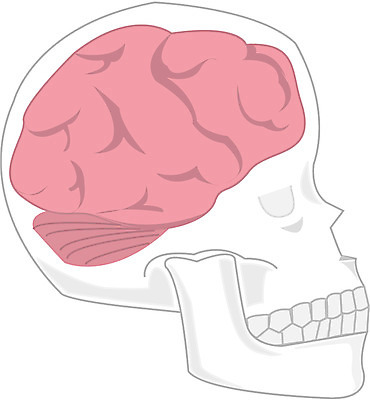 EPS 신체 일러스트 해골 사람 사람없음 머리 장기 뇌 신경기관 국내일러스트 뼈 신체부위 장기_의학 파일형식 벡터