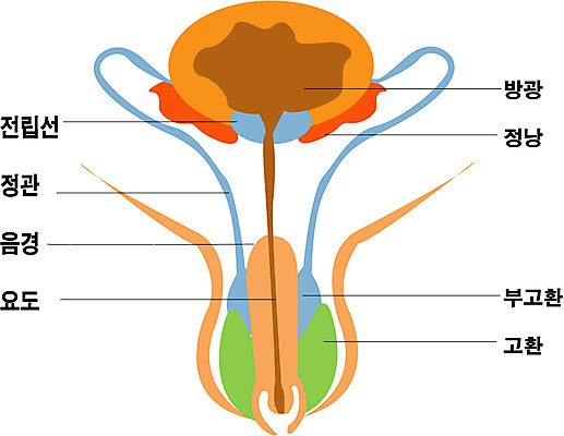EPS 클립아트 신체 일러스트 해부 사람 사람없음 내장 장기 생식기관 남성생식기 국내일러스트 의학 장기_의학 파일형식 벡터