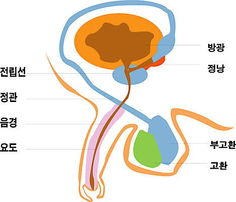 EPS 클립아트 신체 일러스트 해부 사람 사람없음 내장 장기 생식기관 남성생식기 국내일러스트 의학 장기_의학 파일형식 벡터