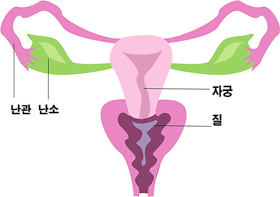 EPS 클립아트 신체 일러스트 해부 사람 사람없음 내장 장기 자궁 생식기관 국내일러스트 의학 장기_의학 파일형식 벡터