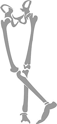EPS 클립아트 신체 일러스트 사람 사람없음 하반신 다리 장기 근골격기관 다리뼈 국내일러스트 뼈 신체부위 장기_의학 파일형식 벡터