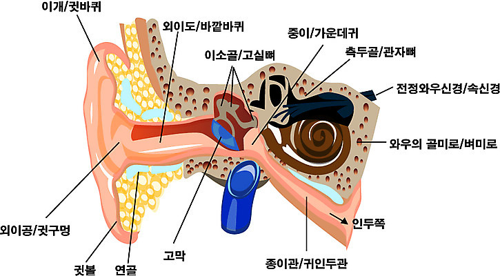 EPS 클립아트 신체 일러스트 해부 사람 사람없음 장기 귀 감각기관 국내일러스트 의학 신체부위 장기_의학 파일형식 벡터