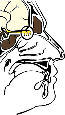 EPS 클립아트 얼굴 신체 일러스트 해부 사람 사람없음 신체부위 머리 장기 신체해부도 국내일러스트 의학 파일형식 벡터