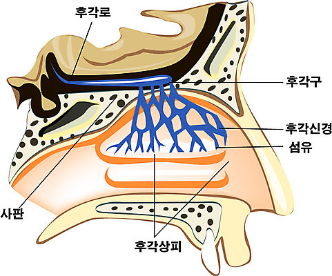 EPS 클립아트 신체 일러스트 해부 사람 사람없음 신체부위 장기 코 코해부도 국내일러스트 의학 파일형식 벡터