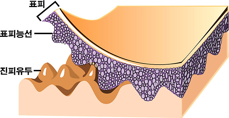 EPS 클립아트 신체 일러스트 해부 사람 사람없음 장기 피부 감각기관 국내일러스트 의학 신체부위 장기_의학 파일형식 벡터