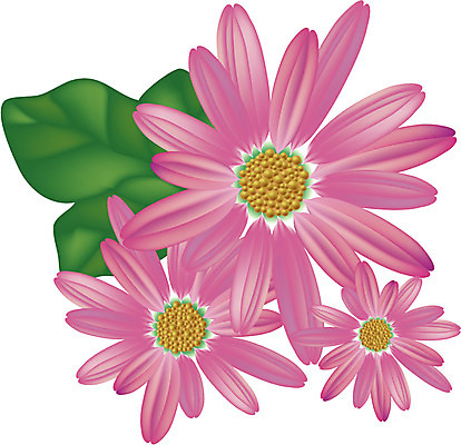 EPS 클립아트 식물 전통 꽃 분홍색 일러스트 자연 가을꽃 사람없음 과꽃 쑥부쟁이 국내일러스트 컬러 생태계 파일형식 벡터 가을_계절