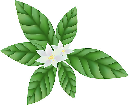 EPS 클립아트 식물 전통 꽃 일러스트 사람없음 흰색 기생꽃 국내일러스트 컬러 파일형식 벡터