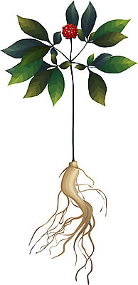 EPS 클립아트 식물 전통 꽃 일러스트 의학 사람없음 치료 약 한의학 한약재 삼 산삼 인삼 한약 인삼꽃 국내일러스트 채소 약재 파일형식 벡터