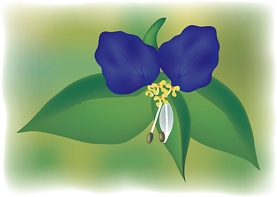 EPS 클립아트 식물 전통 꽃 일러스트 여름꽃 자연 사람없음 들꽃 달개비 닭의장풀 국내일러스트 생태계 파일형식 벡터 여름_계절