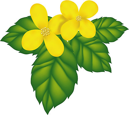EPS 클립아트 식물 전통 꽃 컬러 일러스트 사람없음 노란색 피나물 국내일러스트 파일형식 벡터