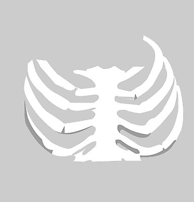 EPS 클립아트 신체 일러스트 해부 의학 뼈 사람 사람없음 치료 장기 근골격기관 갈비뼈 국내일러스트 장기_의학 파일형식 벡터