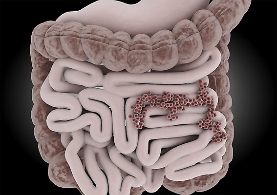 PSD 편집이미지 백그라운드 신체 의학 생명 세포 현미경 사람없음 라이프 신체부위 컴퓨터그래픽 그래픽 치료 3D소스 3D 내장 창자 소화기관 조직 장 장기 생명공학 입체 대장 소장 편집소스 편집3D 실험기구 사람 생활 장기_의학 디지털합성 파일형식