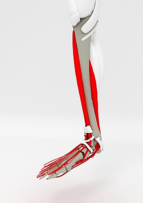 PSD 편집이미지 백그라운드 신체 의학 인체모형 발 근육 뼈 사람없음 신체부위 컴퓨터그래픽 그래픽 치료 3D소스 3D 다리 관절 혈관 편집소스 편집3D 사람 모형 장기_의학 디지털합성 파일형식