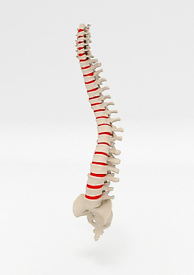 PSD 편집이미지 백그라운드 신체 의학 인체모형 뼈 등뼈 사람없음 컴퓨터그래픽 그래픽 치료 3D소스 3D 척추 혈관 편집소스 편집3D 모형 장기_의학 디지털합성 파일형식