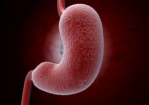 PSD 편집이미지 백그라운드 신체 의학 생명 세포 현미경 사람없음 라이프 컴퓨터그래픽 그래픽 치료 3D소스 3D 소화기관 조직 장기 생명공학 입체 위장 편집소스 편집3D 실험기구 생활 장기_의학 디지털합성 파일형식