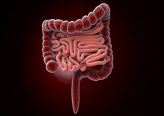 PSD 편집이미지 백그라운드 신체 의학 생명 세포 현미경 사람없음 라이프 신체부위 컴퓨터그래픽 그래픽 치료 3D소스 3D 내장 창자 소화기관 조직 장 장기 생명공학 입체 대장 소장 편집소스 편집3D 실험기구 사람 생활 장기_의학 디지털합성 파일형식