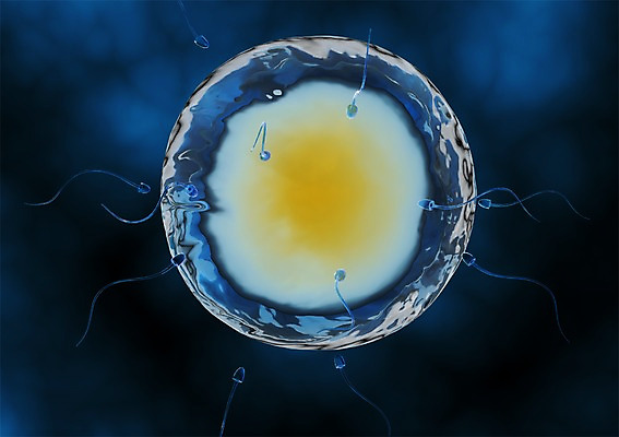 PSD 편집이미지 백그라운드 신체 의학 생명 세포 현미경 사람없음 라이프 컴퓨터그래픽 그래픽 치료 3D소스 3D 과학기술 수정 생명공학 입체 난자 편집소스 편집3D 정자세포 생물 기술 실험기구 생활 디지털합성 생식세포 파일형식
