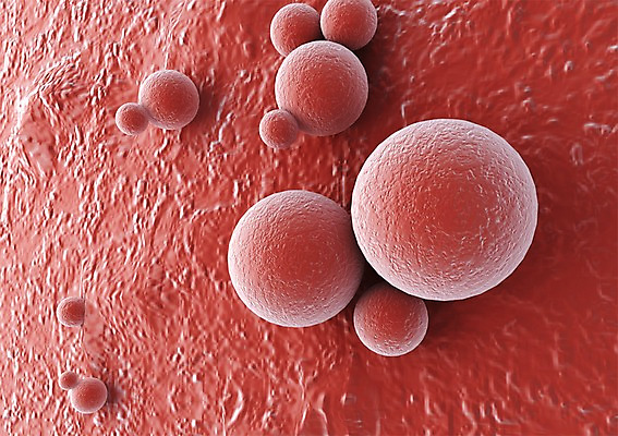 PSD 편집이미지 백그라운드 신체 의학 생명 세포 현미경 사람없음 라이프 컴퓨터그래픽 그래픽 치료 3D소스 3D 조직 바이러스 생명공학 입체 감염 박테리아 편집소스 편집3D 실험기구 생활 디지털합성 파일형식