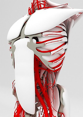 PSD 편집이미지 백그라운드 신체 의학 인체모형 근육 뼈 골격 상반신 사람없음 컴퓨터그래픽 그래픽 치료 3D소스 3D 관절 혈관 갈비뼈 편집소스 편집3D 모형 장기_의학 디지털합성 파일형식