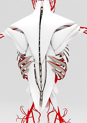 PSD 편집이미지 백그라운드 신체 의학 인체모형 근육 뼈 골격 등뼈 상반신 사람없음 컴퓨터그래픽 그래픽 치료 3D소스 3D 관절 혈관 편집소스 편집3D 모형 장기_의학 디지털합성 파일형식