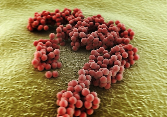 PSD 편집이미지 백그라운드 신체 의학 생명 세포 현미경 사람없음 라이프 컴퓨터그래픽 그래픽 치료 3D소스 3D 조직 생명공학 입체 박테리아 편집소스 편집3D 실험기구 생활 디지털합성 파일형식