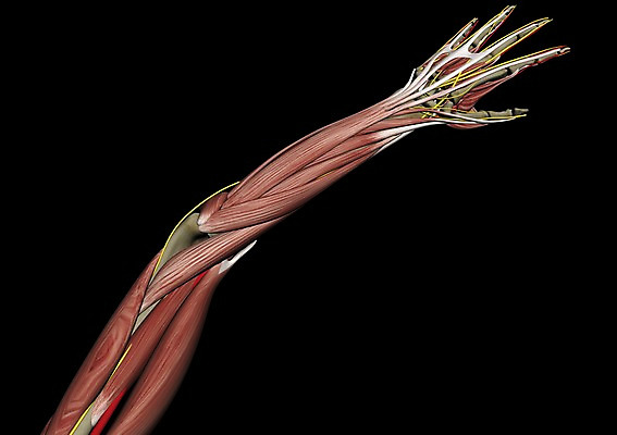 PSD 편집이미지 손 백그라운드 신체 해부 의학 인체모형 근육 뼈 사람없음 신체부위 컴퓨터그래픽 그래픽 치료 3D소스 3D 장기 팔 편집소스 편집3D 사람 모형 디지털합성 파일형식