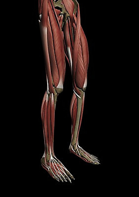 PSD 편집이미지 백그라운드 신체 해부 의학 인체모형 발 근육 뼈 사람없음 신체부위 컴퓨터그래픽 그래픽 치료 3D소스 3D 다리 장기 편집소스 편집3D 사람 모형 디지털합성 파일형식