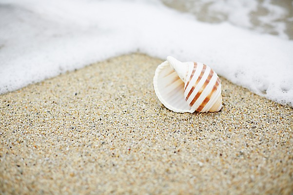 포토 JPG 주간 계절 모래 파도 바다 백그라운드 풍경 해변 사람없음 야외 아웃포커스 여름 모래사장 여름풍경 소라 국내포토 자연요소 어패류 촬영기법 파일형식 여름_계절