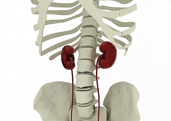 PSD 편집이미지 백그라운드 신체 해부 의학 뼈 사람없음 신체부위 컴퓨터그래픽 그래픽 치료 3D소스 3D 신장 비뇨기관 장기 편집소스 편집3D 사람 장기_의학 디지털합성 파일형식