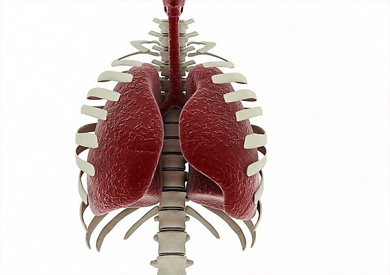 PSD 편집이미지 백그라운드 신체 해부 의학 뼈 사람없음 신체부위 컴퓨터그래픽 그래픽 치료 3D소스 3D 허파 호흡기관 장기 척추 편집소스 편집3D 사람 장기_의학 디지털합성 파일형식