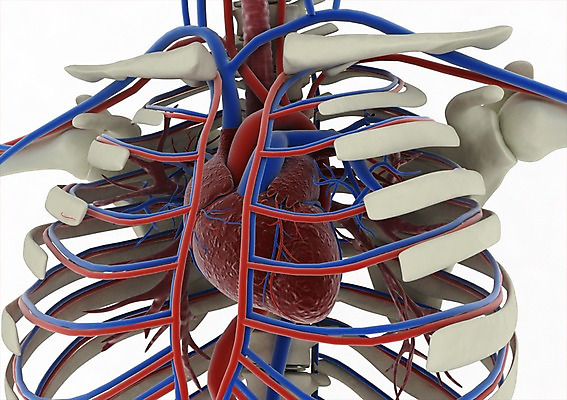 PSD 편집이미지 백그라운드 신체 해부 의학 뼈 사람없음 신체부위 컴퓨터그래픽 그래픽 치료 3D소스 3D 심장 장기 순환기관 혈관 동맥 정맥 편집소스 편집3D 사람 장기_의학 디지털합성 파일형식