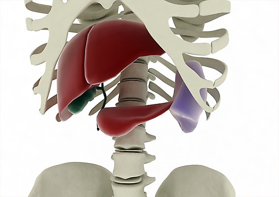 PSD 편집이미지 백그라운드 신체 해부 의학 뼈 사람없음 신체부위 컴퓨터그래픽 그래픽 치료 3D소스 3D 장기 척추 간 쓸개 편집소스 편집3D 사람 장기_의학 디지털합성 파일형식