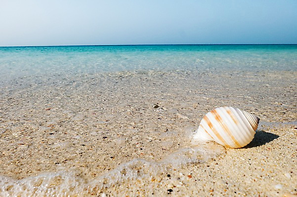 포토 JPG 주간 해외기획촬영 계절 모래 바다 배경화면 백그라운드 2014년태국 풍경 해변 사람없음 야외 여름 모래사장 맑음 여름풍경 소라 국내포토 자연요소 날씨 어패류 파일형식 여름_계절