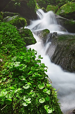 포토 JPG 주간 식물 자연 한국 물줄기 이끼 풍경 사람없음 야외 물 강 계곡 폭포 흐름 돌_바위 바위 풀 상쾌 강원도 홍천 국내포토 자연요소 감정 아시아 컨셉 생태계 파일형식