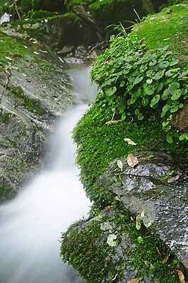 포토 JPG 주간 식물 자연 한국 물줄기 이끼 풍경 사람없음 야외 물 강 계곡 폭포 흐름 돌_바위 바위 풀 상쾌 강원도 홍천 국내포토 자연요소 감정 아시아 컨셉 생태계 파일형식