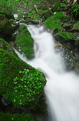 포토 JPG 주간 나무 식물 자연 한국 물줄기 이끼 풍경 사람없음 야외 물 강 계곡 폭포 흐름 돌_바위 바위 풀 상쾌 강원도 홍천 국내포토 자연요소 감정 아시아 컨셉 생태계 파일형식
