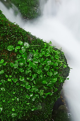 포토 JPG 주간 식물 자연 한국 물줄기 이끼 풍경 근접촬영 사람없음 야외 아웃포커스 물 강 계곡 폭포 흐름 돌_바위 바위 풀 상쾌 강원도 홍천 국내포토 자연요소 감정 아시아 뷰포인트 컨셉 촬영기법 생태계 파일형식
