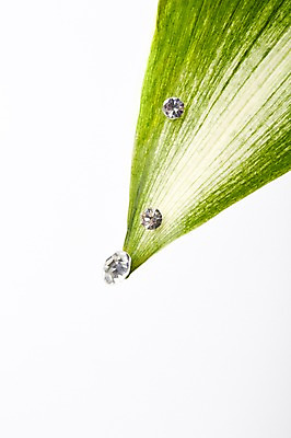 포토 JPG 스튜디오촬영 식물 백그라운드 잎 장신구 나뭇잎 실내 사람없음 광석 보석 오브젝트 다이아몬드 국내포토 내부 파일형식