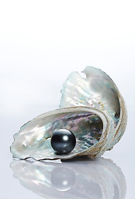 포토 JPG 스튜디오촬영 백그라운드 장신구 조개 실내 사람없음 아웃포커스 조개껍데기 보석 오브젝트 진주 흑진주 국내포토 어패류 촬영기법 내부 광석 진주_보석 파일형식