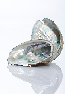 포토 JPG 스튜디오촬영 백그라운드 장신구 조개 실내 사람없음 아웃포커스 조개껍데기 보석 오브젝트 진주 국내포토 어패류 촬영기법 내부 광석 파일형식