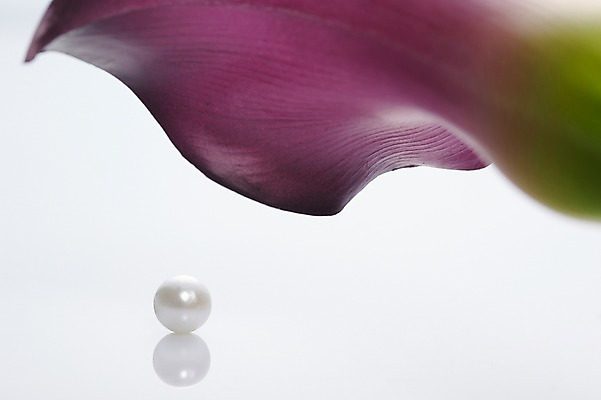 포토 JPG 스튜디오촬영 식물 꽃 컬러 백그라운드 장신구 실내 사람없음 아웃포커스 보라색 보석 카라 진주 국내포토 촬영기법 내부 광석 파일형식