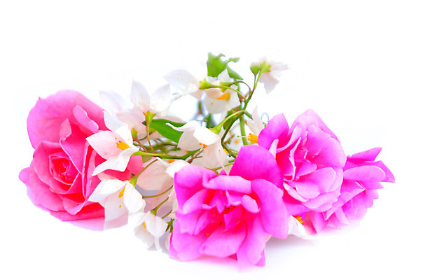 포토 JPG 해외이미지 식물 꽃잎 꽃 분홍색 꽃다발 결혼 백그라운드 잎 꽃무늬 패턴 자연 선물 사랑 이벤트 사람없음 장식 장미 머리 보라색 봄 벚꽃 흰색 축하 신선 화려 개화 자르기 다발 꽃집 심볼 약혼 내추럴 고립 해외202004 해외포토 계절 감정 컬러 컨셉 무늬 모션 신체부위 상점 생태계 약속 파일형식 이미지허브