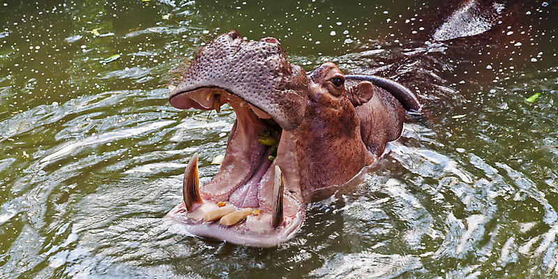 포토 JPG 해외이미지 동물 1 행복 야생동물 여행 백그라운드 패턴 포유류 아프리카 자연 놀이 생물 동물원 미소 사람 사람없음 물 빛 컬러풀 태양 머리 기쁨 젖음 황무지 몸무게 큼 사파리 싱글 귀 하마 무거움 내추럴 해외202004 해외포토 자연요소 감정 나라 컬러 무늬 표정 신체부위 무게 크기 생태계 파일형식 이미지허브
