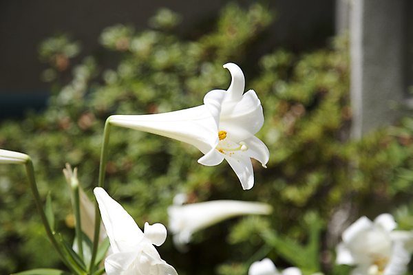 포토 JPG 해외이미지 식물 전통 계절 기념일 꽃잎 꽃 꽃다발 백그라운드 꽃무늬 자연 부활절 사람없음 야외 장식 물 여름 화목 봄 벚꽃 흰색 축하 신선 개화 우아함 백합 배열 꽃집 심볼 순수 원예 향기 내추럴 장례 꽃수술 취급주의 해외202004 해외포토 자연요소 컬러 컨셉 무늬 경고 이벤트 취미 상점 생태계 냄새 파일형식 이미지허브