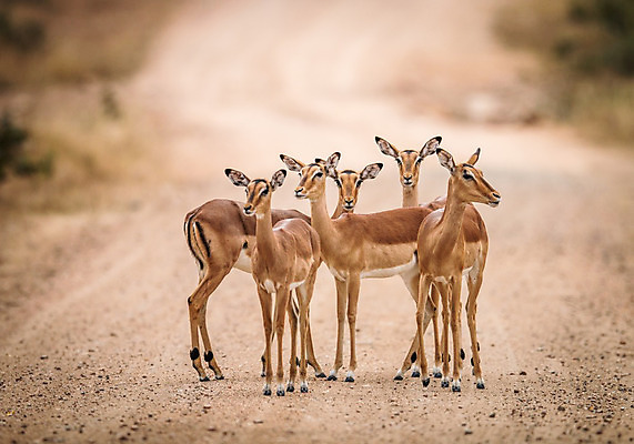 포토 JPG 해외이미지 동물 야생동물 포유류 아프리카 자연 사람없음 보호 사파리 영양 남아프리카 해외202004 해외포토 나라 컨셉 생태계 파일형식 이미지허브