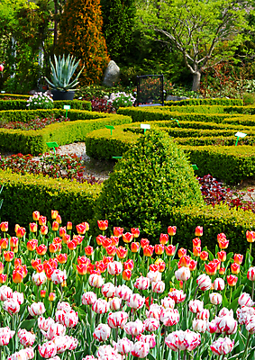 포토 JPG 해외이미지 식물 계절 공원 꽃잎 꽃 분홍색 잎 꽃무늬 오렌지 전구 자연 포도 풍경 사람없음 야외 빨간색 초록색 파란색 컬러풀 노란색 정원 고요 봄 활발 튤립 흰색 4월 5월 원예 향기 수선화 내추럴 히아신스 해외202004 해외포토 공공시설 컬러 컨셉 무늬 과일 취미 날짜 생태계 냄새 파일형식 이미지허브