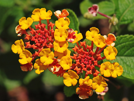 포토 JPG 해외이미지 식물 접시 계절 꽃 자연 사람없음 노란색 정원 봄 해외202004 해외포토 식기 컬러 생태계 파일형식 이미지허브