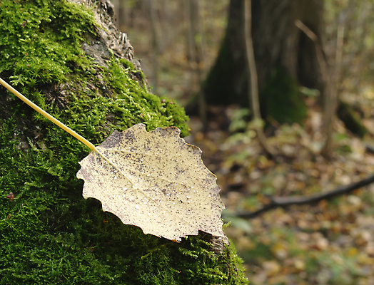 포토 JPG 해외이미지 나무 식물 계절 공원 백그라운드 단풍 잎 오렌지 자연 추상 기술 사람없음 빨간색 갈색 노란색 환경 활발 젖음 가을 화려 황금 숲 9월 11월 수집 질감 장면 10월 해외202004 해외포토 공공시설 컬러 컨셉 무늬 과일 날짜 생태계 파일형식 이미지허브