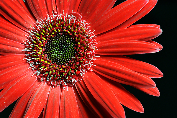 포토 JPG 해외이미지 식물 꽃잎 꽃 분홍색 꽃무늬 자연 사람없음 새싹 정원 벚꽃 개화 열대우림 꽃집 원예 데이지 해외202004 해외포토 컬러 무늬 취미 상점 숲 생태계 파일형식 이미지허브